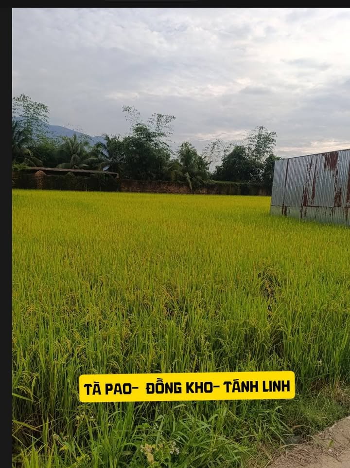 Đất nền đẹp tại Đồng Kho, Tánh Linh 2193m² - Sổ đỏ chính chủ, giá thỏa thuận!