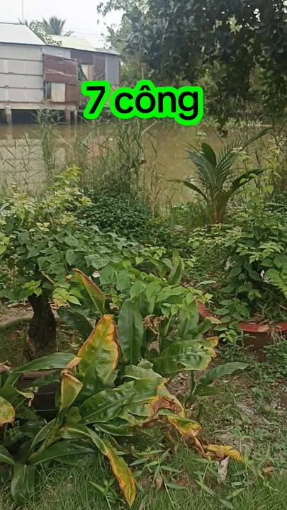 Đất ruộng 7 công ở Mỹ Trung - Giá chỉ 2.59 tỷ, cơ hội đầu tư sinh lời!