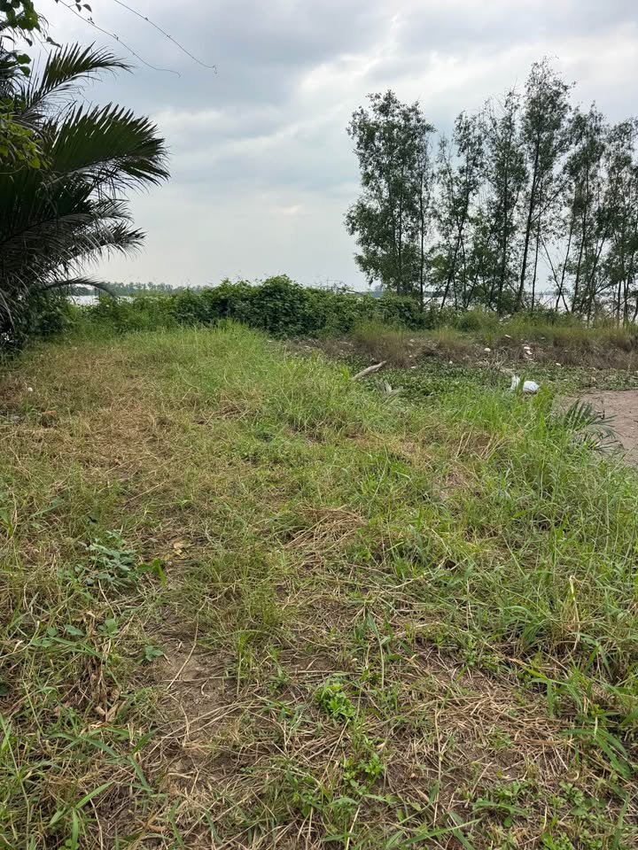 Đất Farm 8000m² tại Tân Phú Đông, Tiền Giang - Giá chỉ 1.2 tỷ!