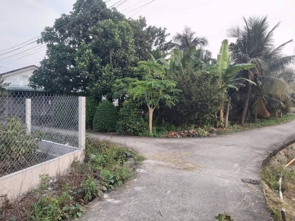 Đất nền Bình Tịnh, Tân Trụ 2300m² giá 1.3 tỷ - Sổ hồng riêng, thương lượng mạnh!