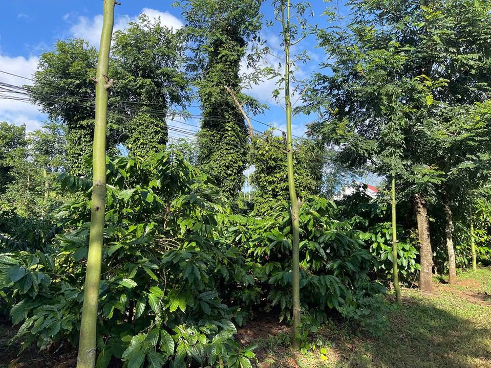 Đất thổ cư 1800m² xã Ea Tiêu - Giá chỉ 1.8 tỷ, vị trí đẹp!