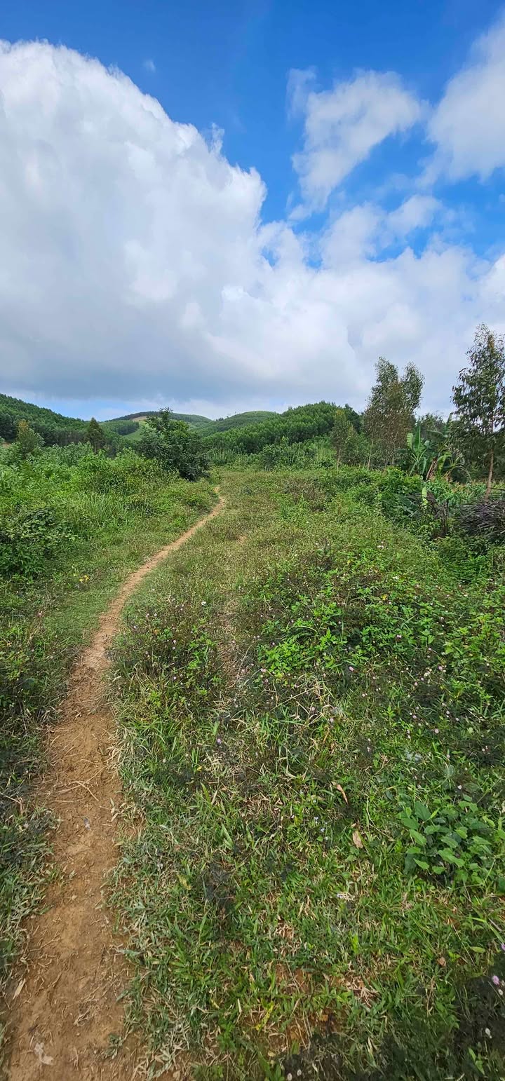 Đất trang trại 15ha Hòa Phong, Krông Bông giá 2 tỷ - Tiềm năng phát triển lớn!