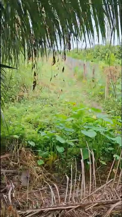 Đất nền Tân Hội TX Cai Lậy 2000m² giá 1.4 tỷ - Mặt tiền rộng, cơ hội đầu tư tuyệt vời!