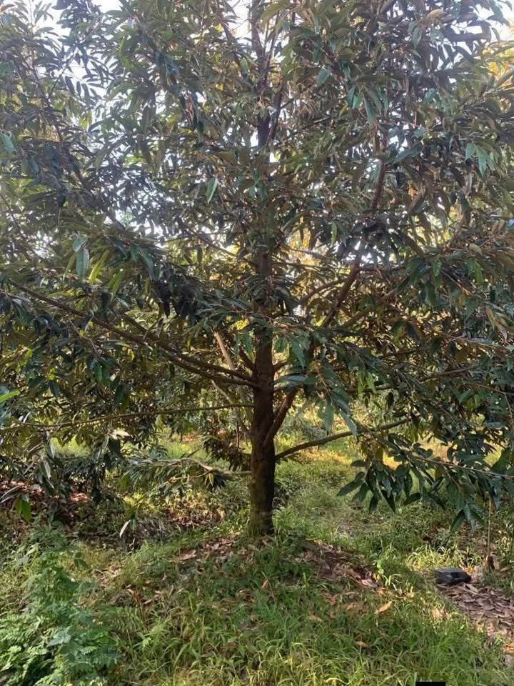 Đất Farm 4 công 5 (4500m²) Sầu Riêng R6 - Giá Chỉ 1.8 Tỷ, Đường Nước Riêng!