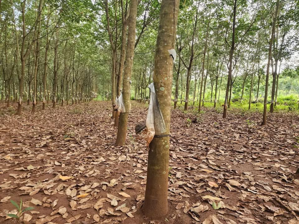 Farm 6000m² tại Đa Kia, Bù Gia Mập giá 650 triệu - Cơ hội đầu tư tuyệt vời!