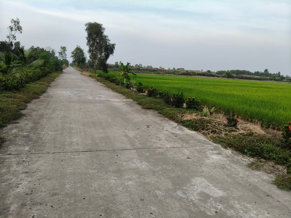 Đất cây lâu năm 8,8 công tại xã Phước Lập, huyện Tân Phước - Giá chỉ 2,64 tỷ VND!