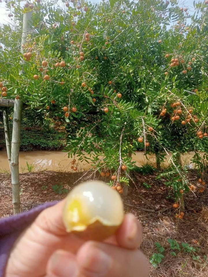 Đất vườn Vĩnh Hòa, Tân Châu 10.000m² giá 3.6 tỷ - Cơ hội đầu tư sinh lời!