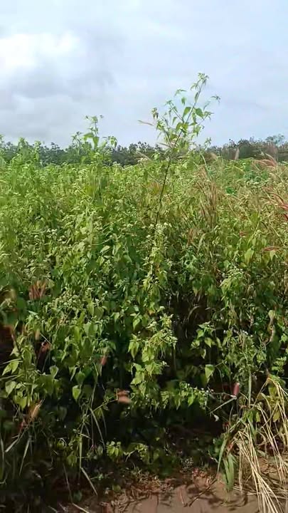 Đất nền Bàu Lâm, Xuyên Mộc 1688m² giá 2 tỷ - Đầu tư sinh lời ngay!