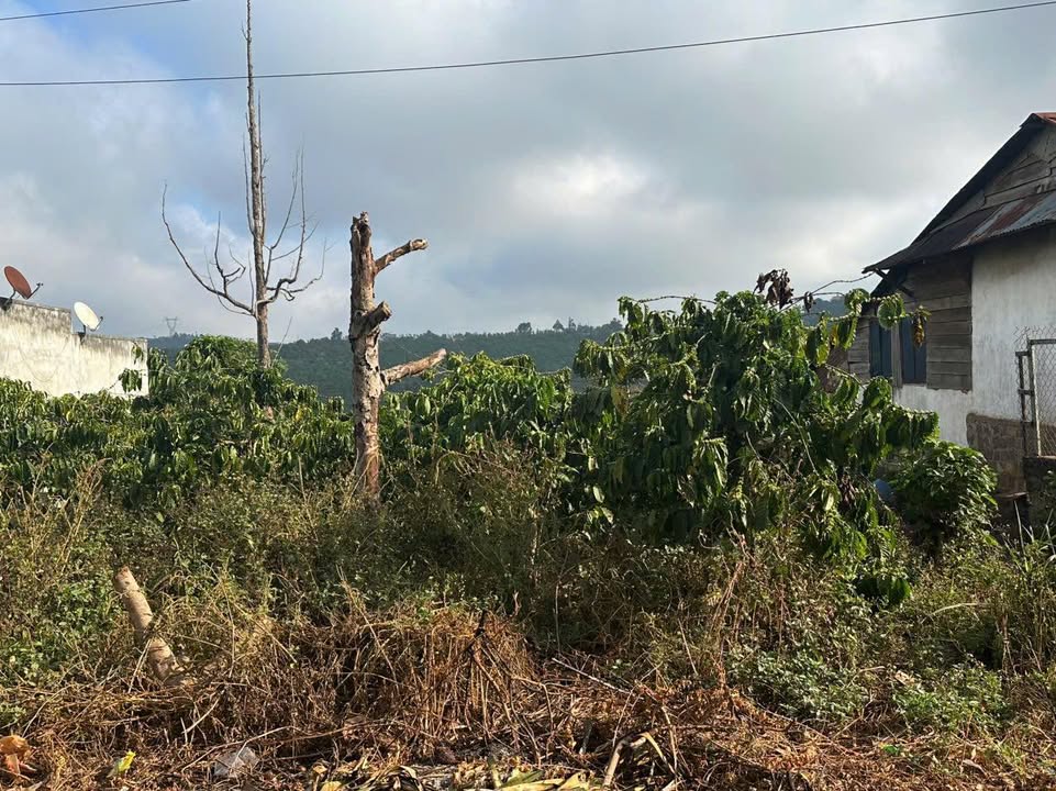 Đất nền Bảo Thuận, Di Linh 1200m² giá 1.35 tỷ - Đầu tư sinh lời ngay!