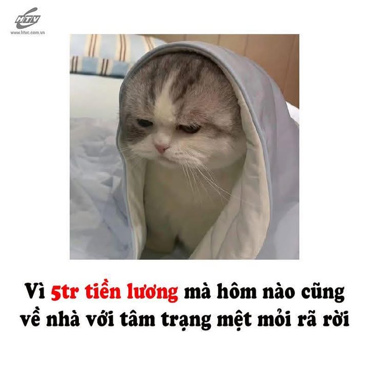 Đất mặt tiền đường Dan Trường Hà Long 240m² - Cơ hội đầu tư tuyệt vời!