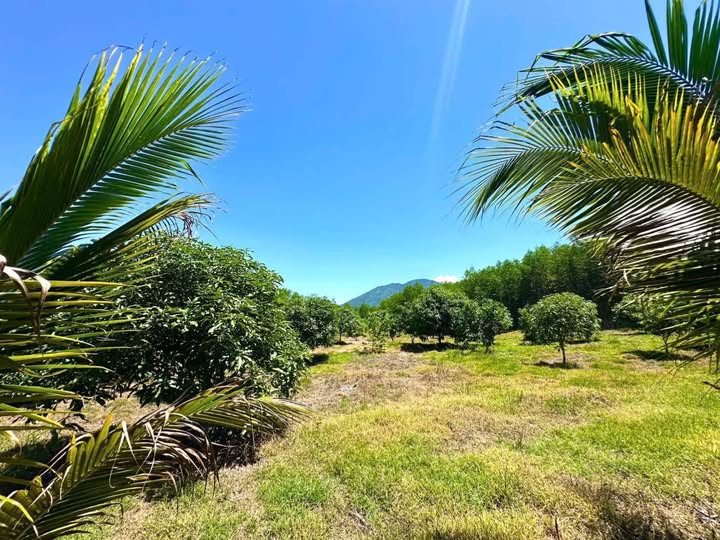 Farm Diên Đồng 3050m² giá 1.05 tỷ - Đầu tư sinh lời với vườn cây trái