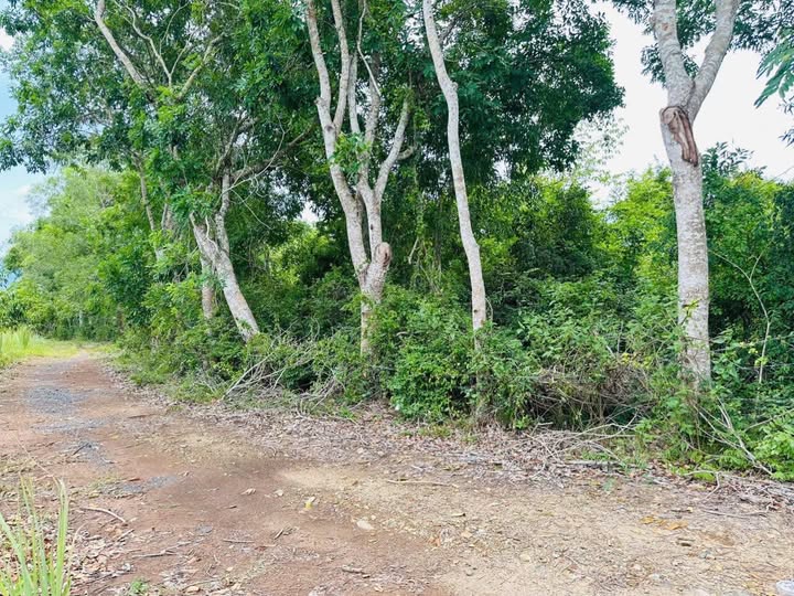 Đất vườn 2 hécta tại xã Diên Sơn, Khánh Hòa - Giá 1.75 tỷ, cơ hội đầu tư tuyệt vời!