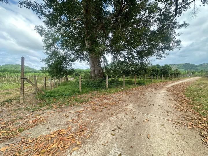 Đất nền xã Diên Tân, Diên Khánh 10.000m² giá 1.95 tỷ - Tiềm năng đầu tư lớn!