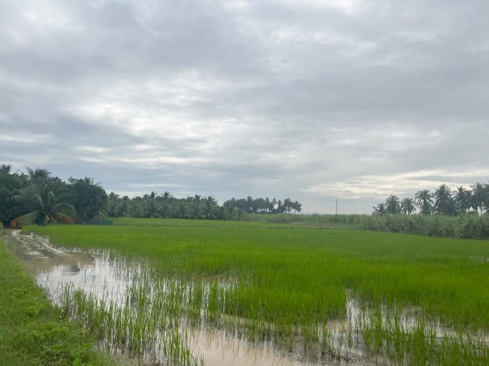 Đất lúa Cam Thành Bắc 720m² giá 720 triệu - Cơ hội đầu tư tuyệt vời!