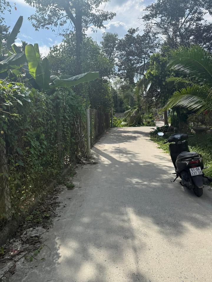 Bán vườn trái cây tại Lái Thiêu, Bình Dương 330m² - Đầu tư sinh lời hấp dẫn!