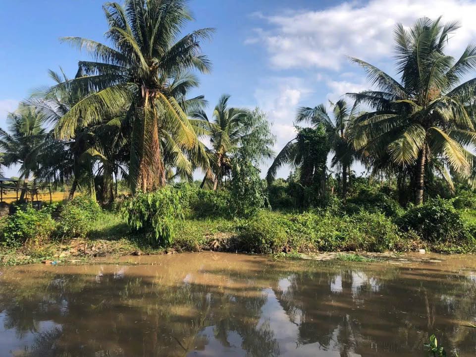 Đất trồng lúa 35 công tại Ấp Thạnh Lợi, xã Hòa Điền - Giá 5.25 tỷ, hướng Tây Bắc!