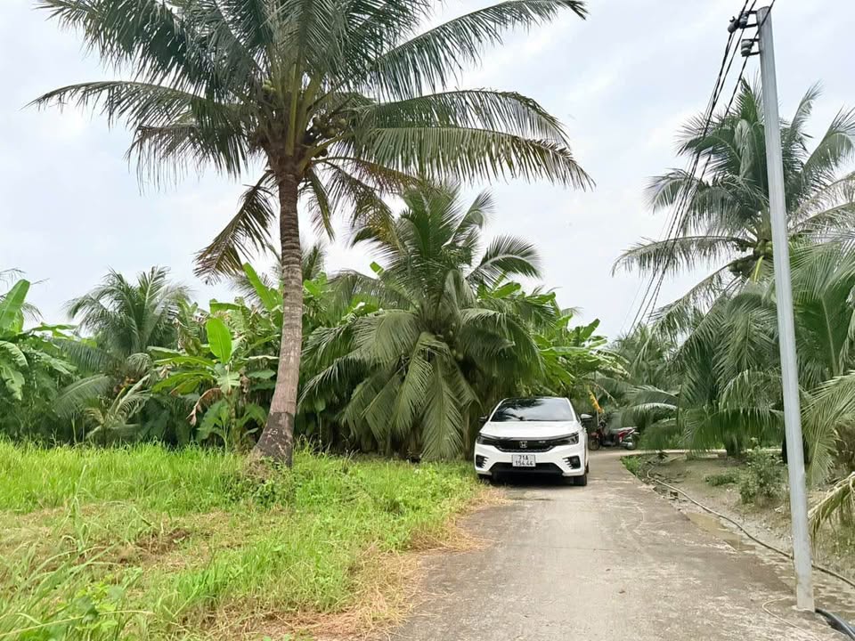 Đất vườn Phú Tân, Châu Thành, Bến Tre 1000m² giá 1.2 tỷ - Ô tô tới nơi!