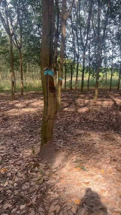 Đất Vĩnh Hòa, Phú Giáo 10.000m² giá chỉ 6 tỷ - Đầu tư sinh lời ngay!