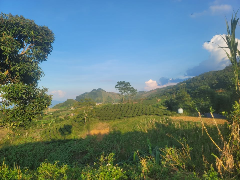 Đất thổ cư Mộc Châu 196m² giá thỏa thuận - Gần cao tốc và sân golf!