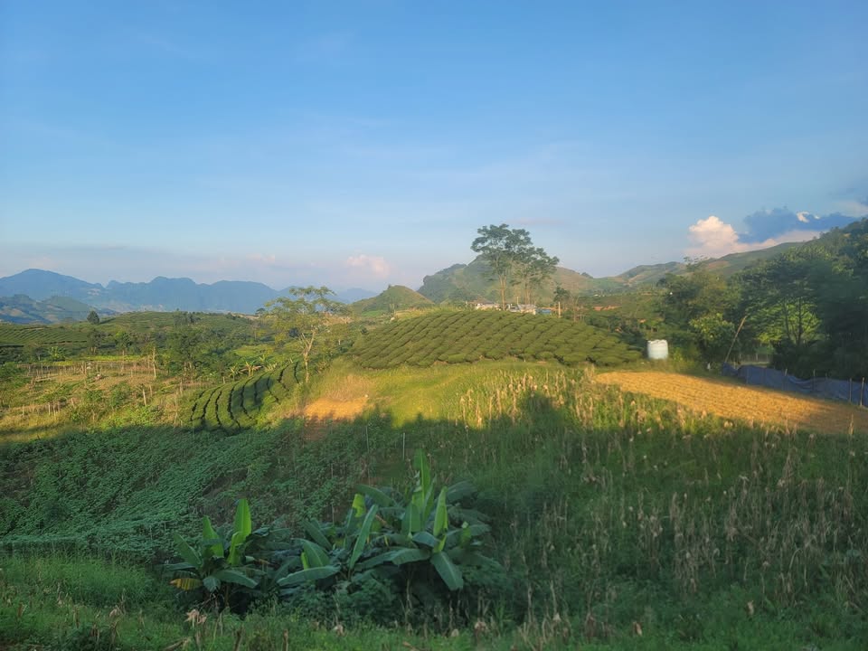 Đất nền Mộc Châu 196m² giá thỏa thuận - Vị trí đẹp gần cao tốc và sân golf!