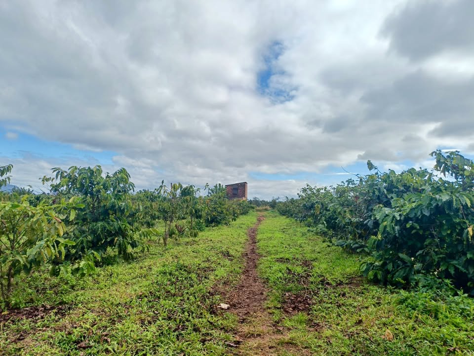 Đất thổ cư 100% đường Nguyễn Kiệm, P. Thống Nhất, 3800m² - Giá chỉ 1 tỷ!