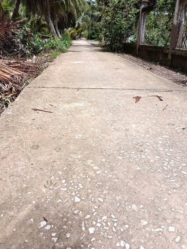 Đất vườn dừa Châu Hòa, Giồng Trôm 8500m² giá 3.4 tỷ - Đầu tư sinh lời hấp dẫn!