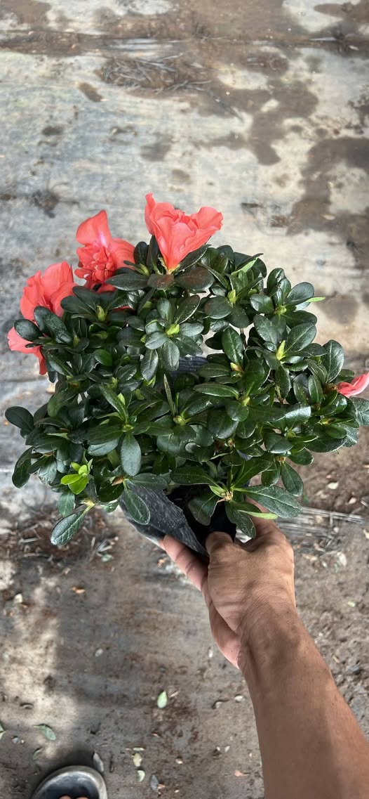 Đất nền xã Long Tân, huyện Đất Đỏ, 1045m² - Giá cả thương lượng, sổ đỏ chính chủ!