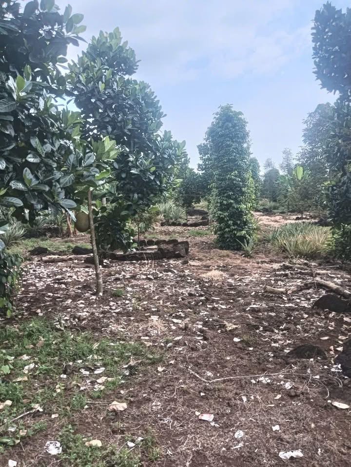 Đất nền 9000m² tại xã Phú Bình, Tân Phú - Giá 6.1 tỷ - Sổ đỏ chính chủ!