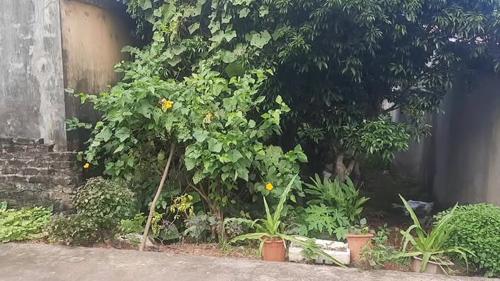 Đất nền TDP Trần Phú, phường Chũ, 160m² giá 1.3 tỷ - Đầu tư sinh lời ngay!