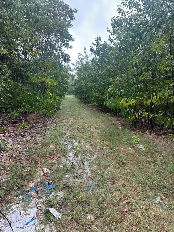 Đất nền Tam Thăng 800m² giá chỉ 190 triệu - Cơ hội đầu tư tuyệt vời!