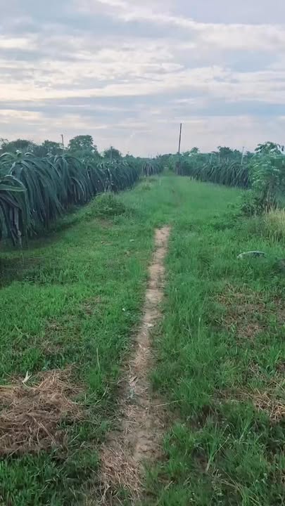 Đất cây trồng Hàm Liêm, Hàm Thuận Bắc 3600m² giá 960 triệu - Cơ hội đầu tư hấp dẫn!