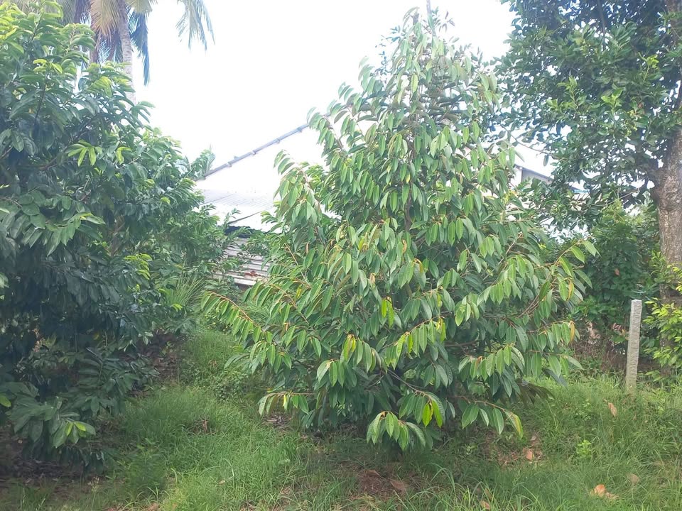 Đất vườn 3800m² tại Thới Thạnh Đông, Cần Thơ - Đầu tư sinh lợi ngay!