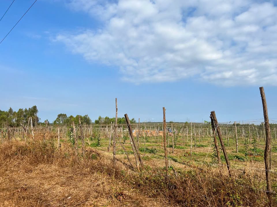 Đất nền Ia Kênh, Pleiku 2570m² giá chỉ 115.2 triệu - Đầu tư sinh lời ngay!