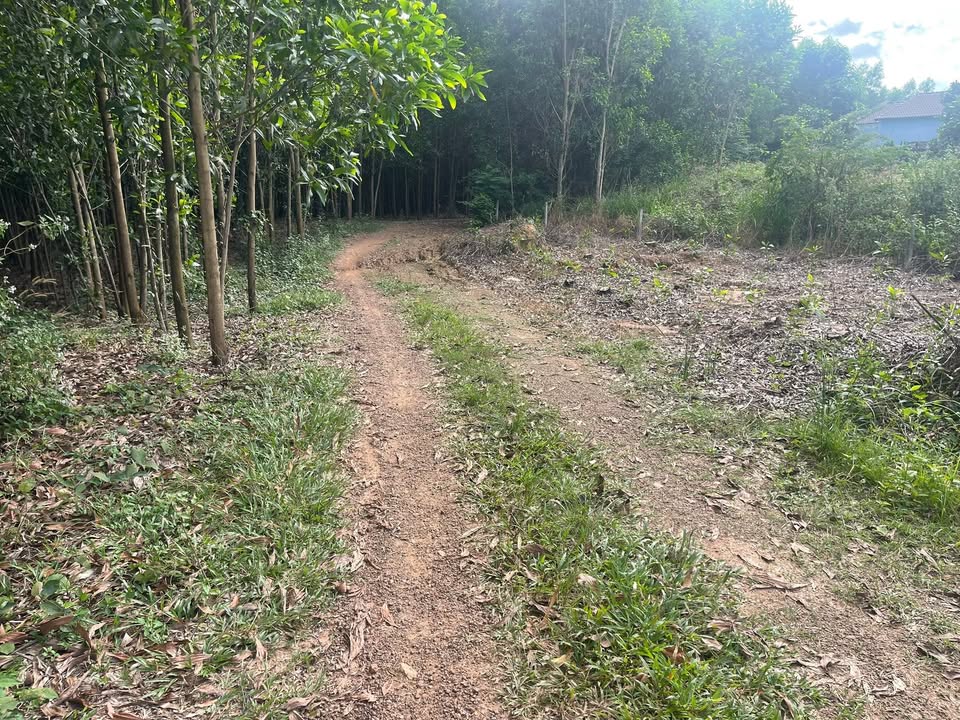 Đất nền Xuân Bắc, Xuân Lộc 1100m² giá thỏa thuận - Vị trí đắc địa, sổ hồng riêng!