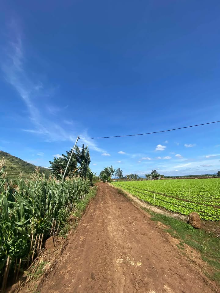 Đất Phú Hội 2479m² giá 1.5 tỷ - Cơ hội vàng đầu tư!