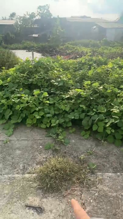 Đất nền Hưng Đông Vinh 115m² - Đầu tư sinh lời cao!