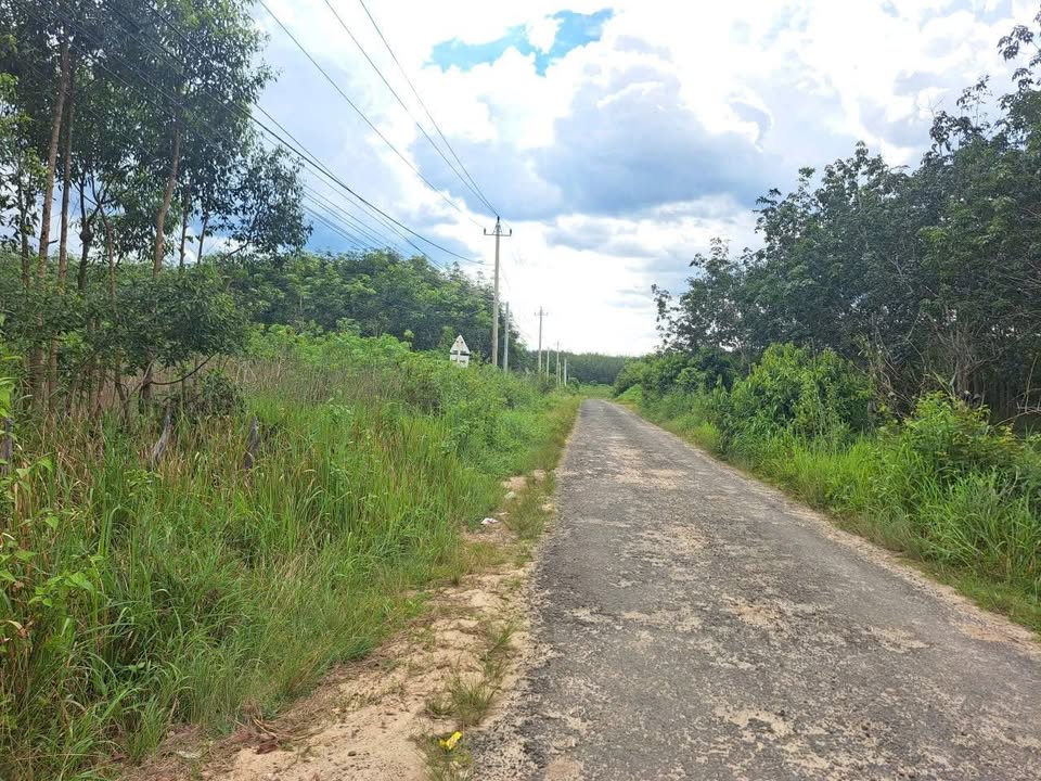 Đất Farm thôn 4, xã Hòa Bình, 2430m² - Khu nghỉ dưỡng lý tưởng!