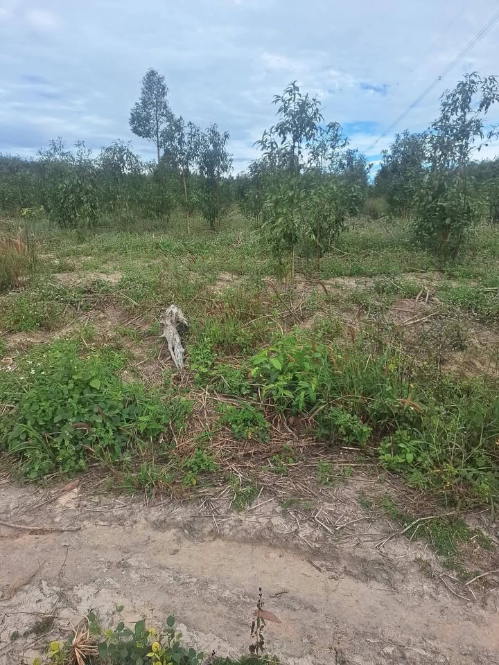 Đất nông nghiệp phường Trần Hưng Đạo, Kon Tum 168m² - Gần trung tâm thành phố!