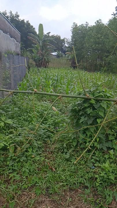 Đất nền Quế Long, Quế Sơn 270m² giá 400 triệu - Sổ hồng trao tay ngay!