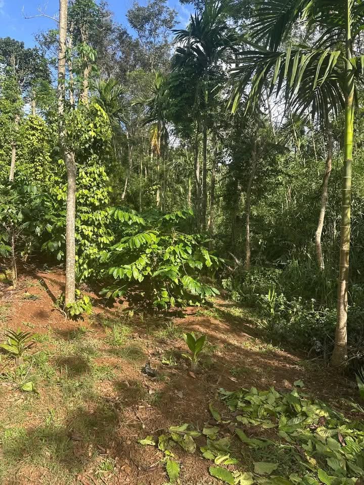 Đất nền phường Tân Lập, Buôn Ma Thuột 10.800m² giá 16.2 tỷ - Cơ hội đầu tư hiếm có!