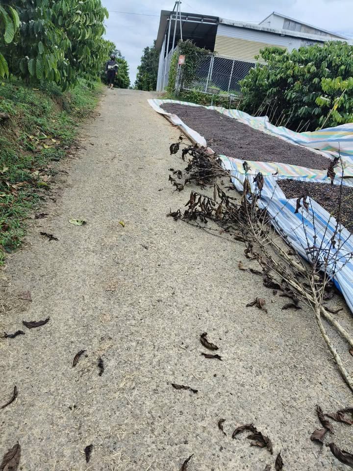 Đất thổ cư 100m² tại Lộc Thành, Bảo Lâm - Giá chỉ 1 tỷ, cơ hội đầu tư tốt!