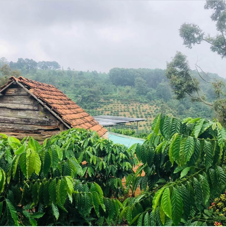 Farm Đức Minh, Đăk Mil 4ha giá 9 tỷ - Chính chủ bán gấp!