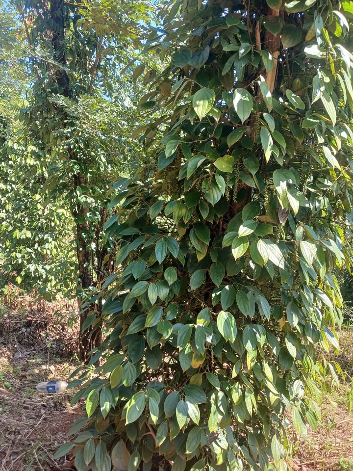 Đất nền Quảng Thành 1,3ha giá 1,5 tỷ - Cơ hội đầu tư hấp dẫn!