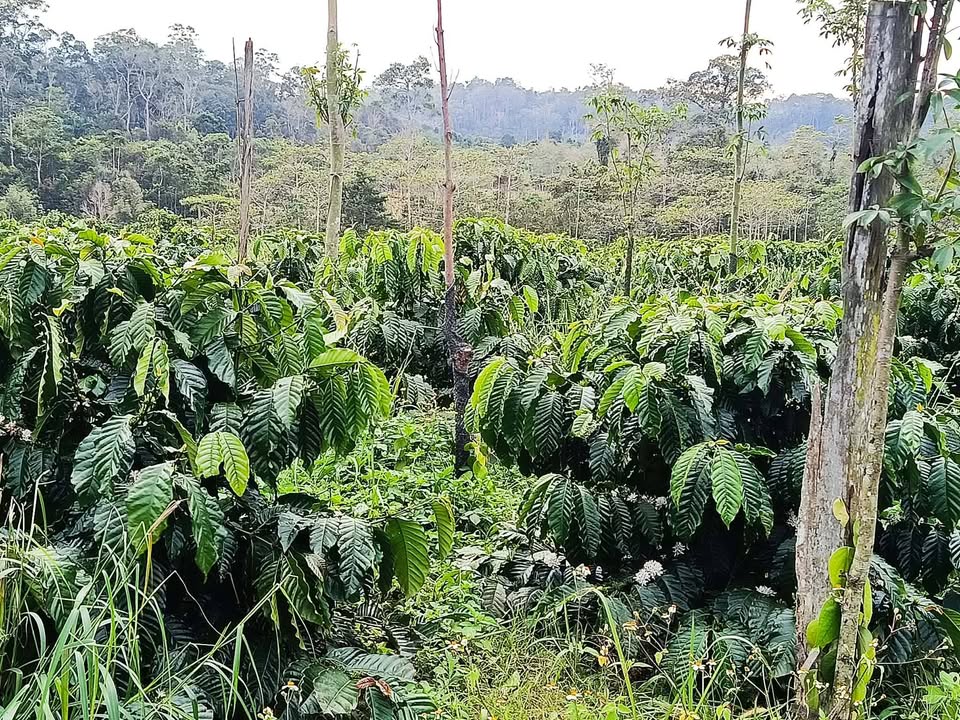 Đất nền tại Xóm 10, Nam N'Jang, Đắk Song 12.000m² giá chỉ 1.55 tỷ - Đầu tư sinh lời ngay!