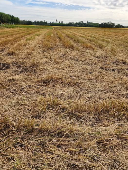 Đất nền 7 công 6 tại Thanh Hòa, Tây Ninh - Giá chỉ 1.216 tỷ, sổ hồng chính chủ!