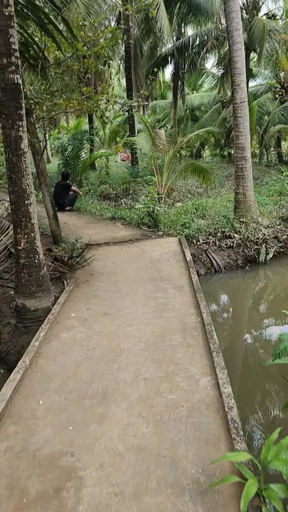 Đất vườn dừa Tân Thanh Tây Mỏ Cày Bắc 1569.9m² giá 550 triệu - Cơ hội đầu tư tuyệt vời!