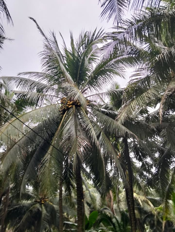 Đất vườn dừa 20.000m² tại Giồng Trôm, giá 2.304 tỷ - Cơ hội đầu tư hấp dẫn!