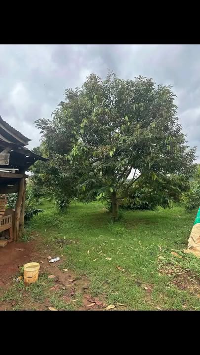 Đất nền 1ha tại xã Cư M'gar, Đắk Lắk - Giá chỉ 4 tỷ, cơ hội đầu tư tuyệt vời!