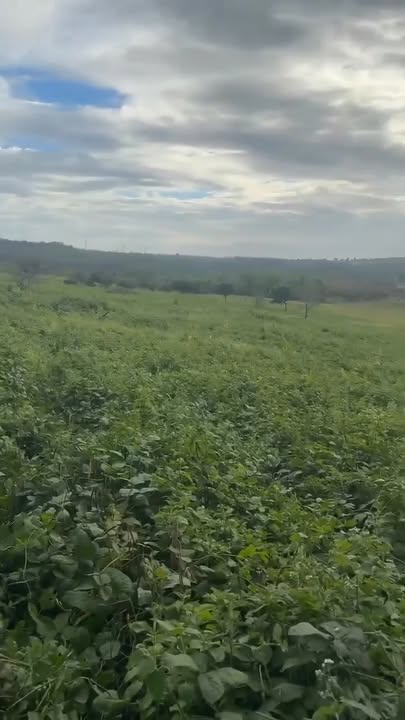 Đất thổ cư tại thôn 6, xã Ea Kiết, 24000m² giá 1.5 tỷ - Thế đất cao ráo, đường ô tô vào tận nơi!