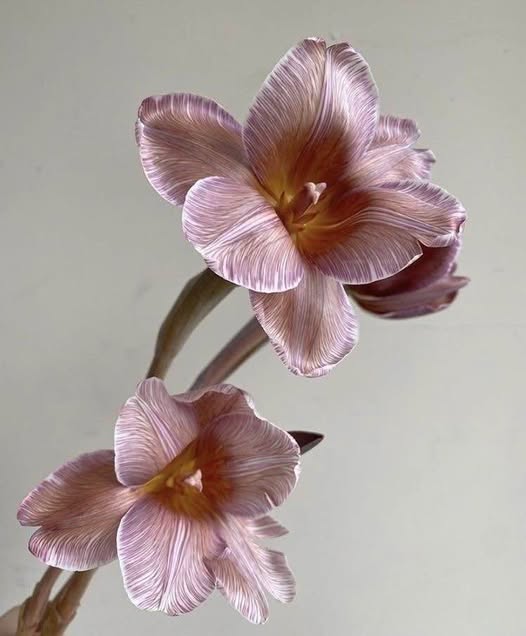 Nhà mới xây tại Đông Thọ, 53m² giá 2 tỷ - Phù hợp mua ở hoặc cho thuê!